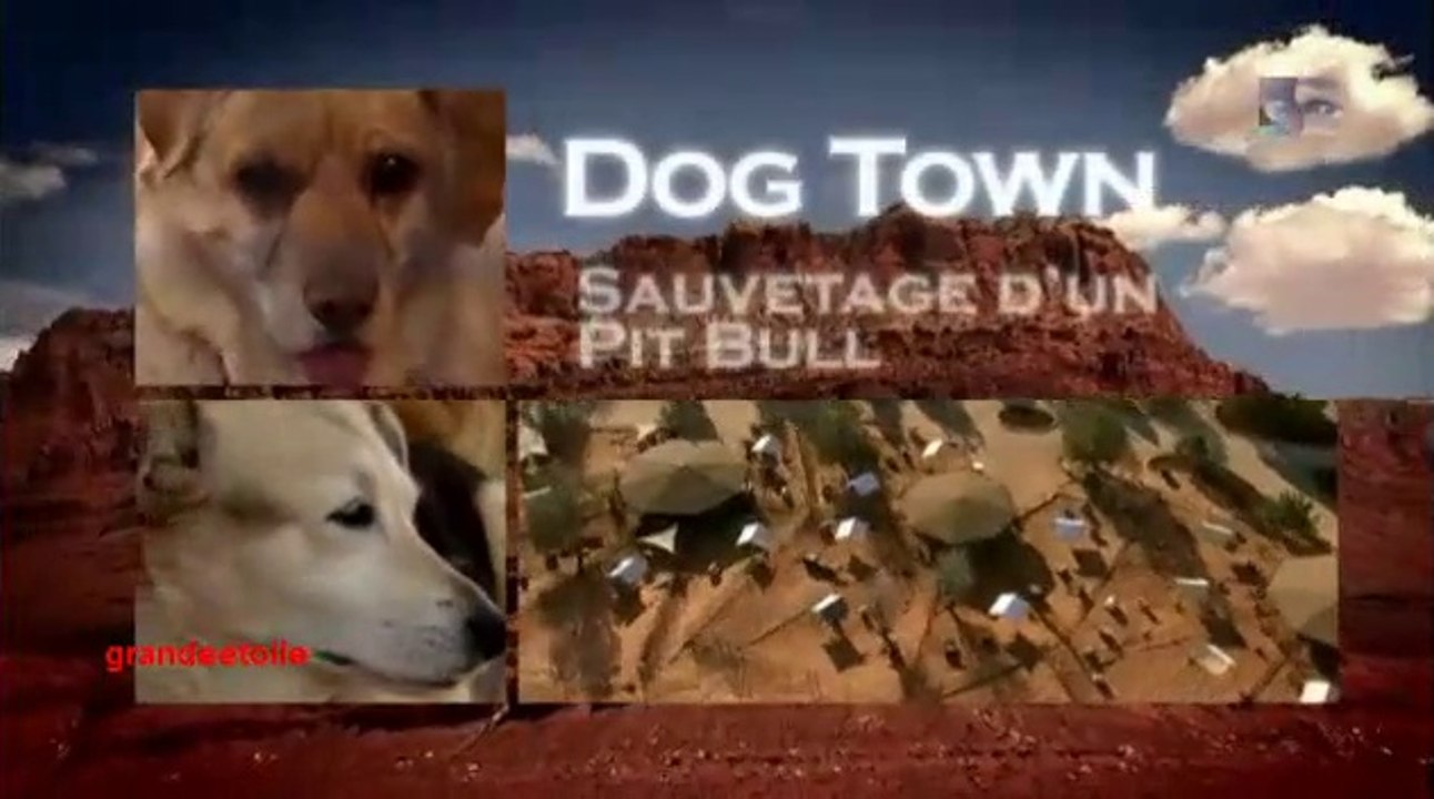 Dog Town sauvetage d'un pit bull