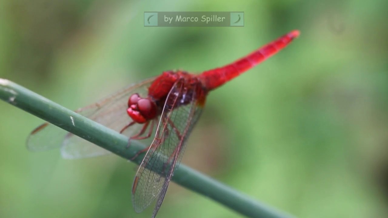 Crocothemis erythraea