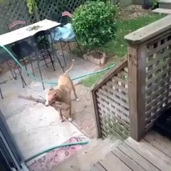 ہنسنا منع ہے (پاگل کتا )‬