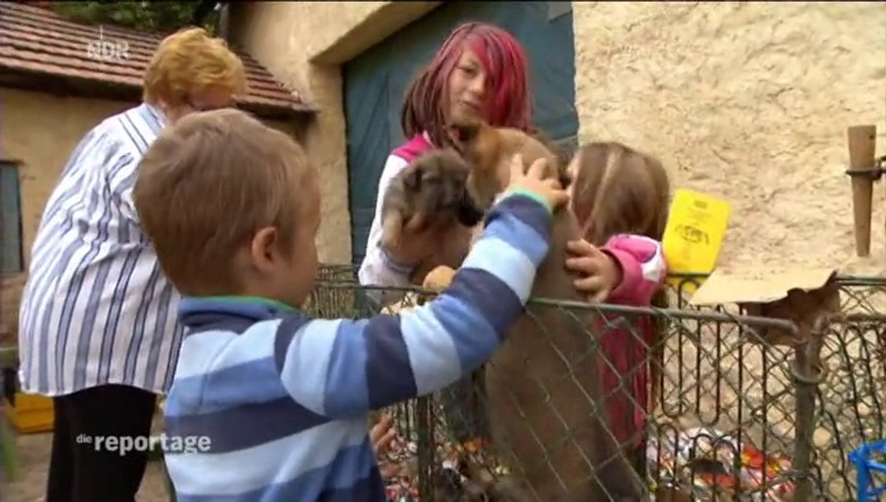 Welpen zum Schnäppchenpreis - Miese Geschäfte mit Hundebabys