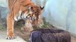 Raubtiere als Designer: Tiger und Löwen zerfetzen Jeansstoff