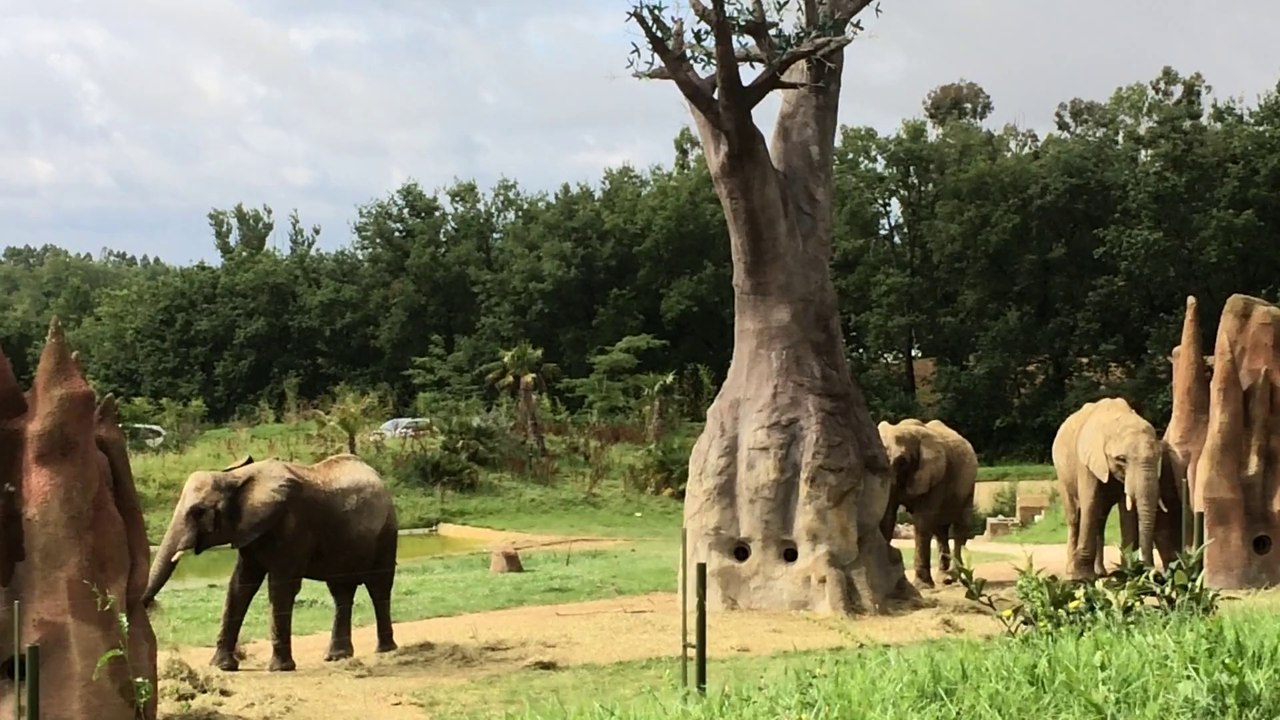 ELEPHANT ZOO AFRICAN SAFARI PLAISANCE DU