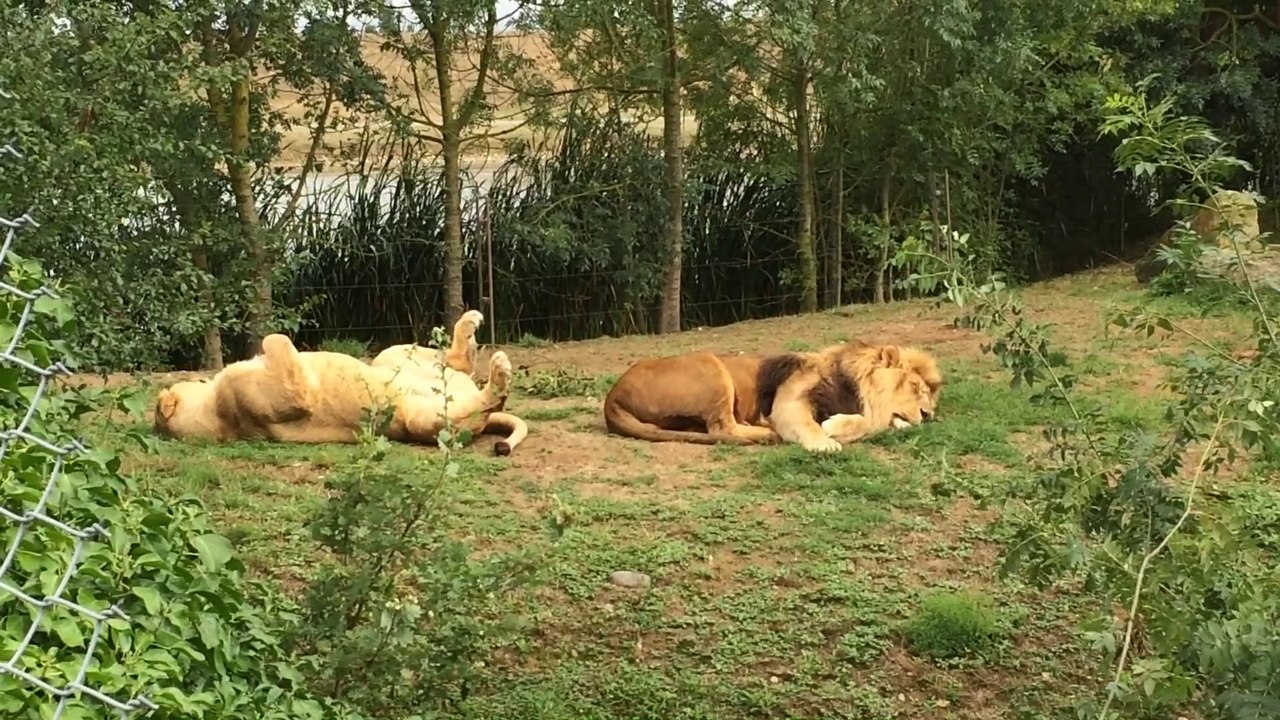 Lion zoo african safari plaisance du Touch