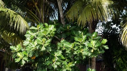 Sri Lanka Voyages Nov 2011