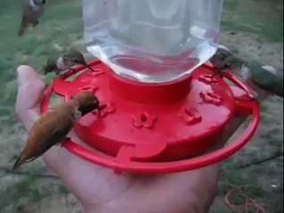 Infestação de beija-flores