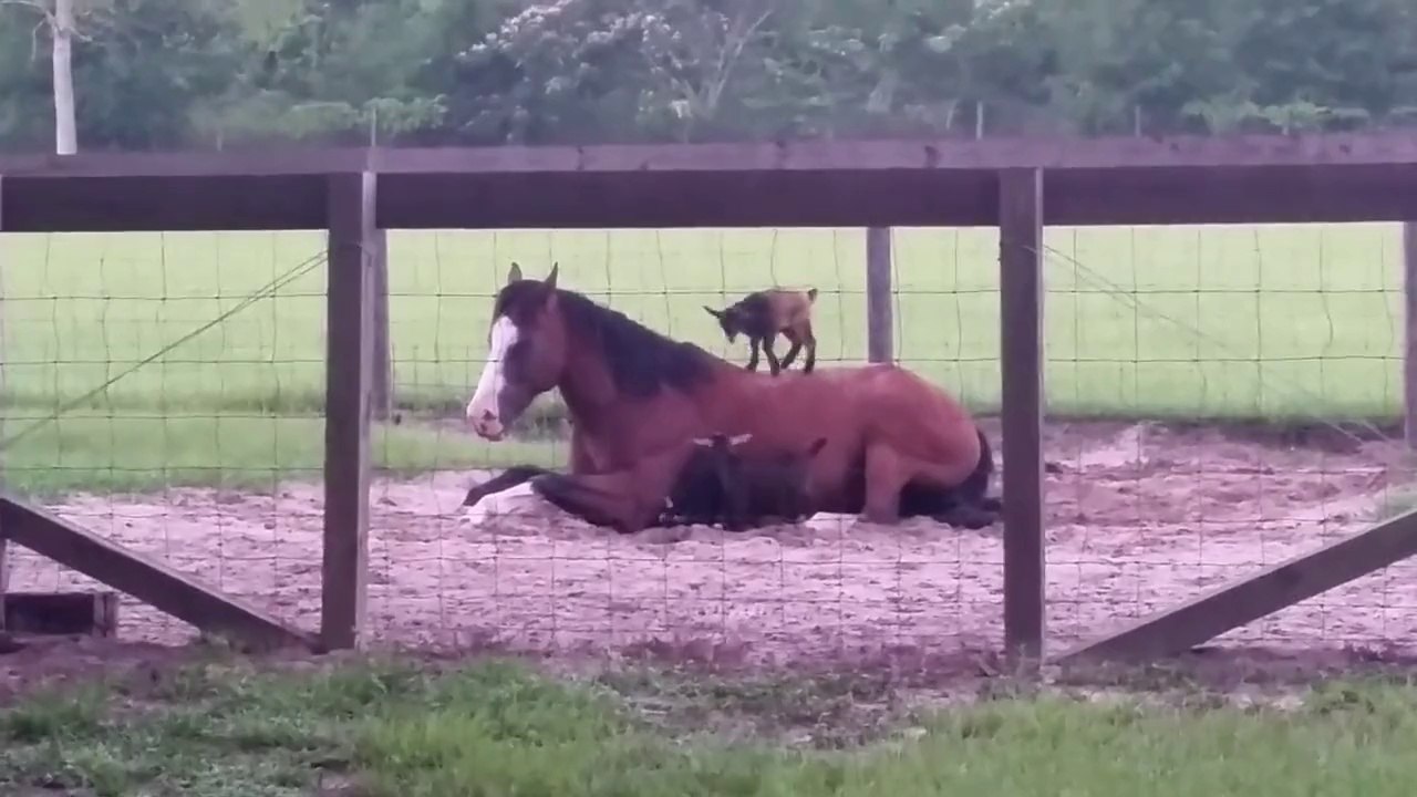 Des petites chèvres sautent sur le dos d'un cheval! Adorable
