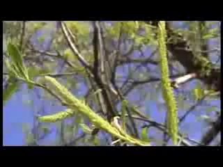 Les Fleurs de Bach 38 - Saule blanc - Willow