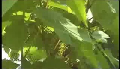 Les Fleurs de Bach 32 - Vigne - Vine