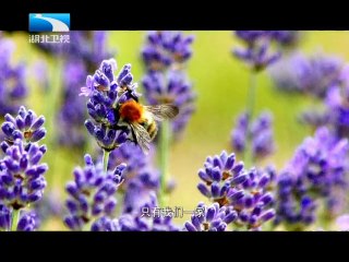 20120922 中国NO.1 荆楚文化象征 黄鹤楼