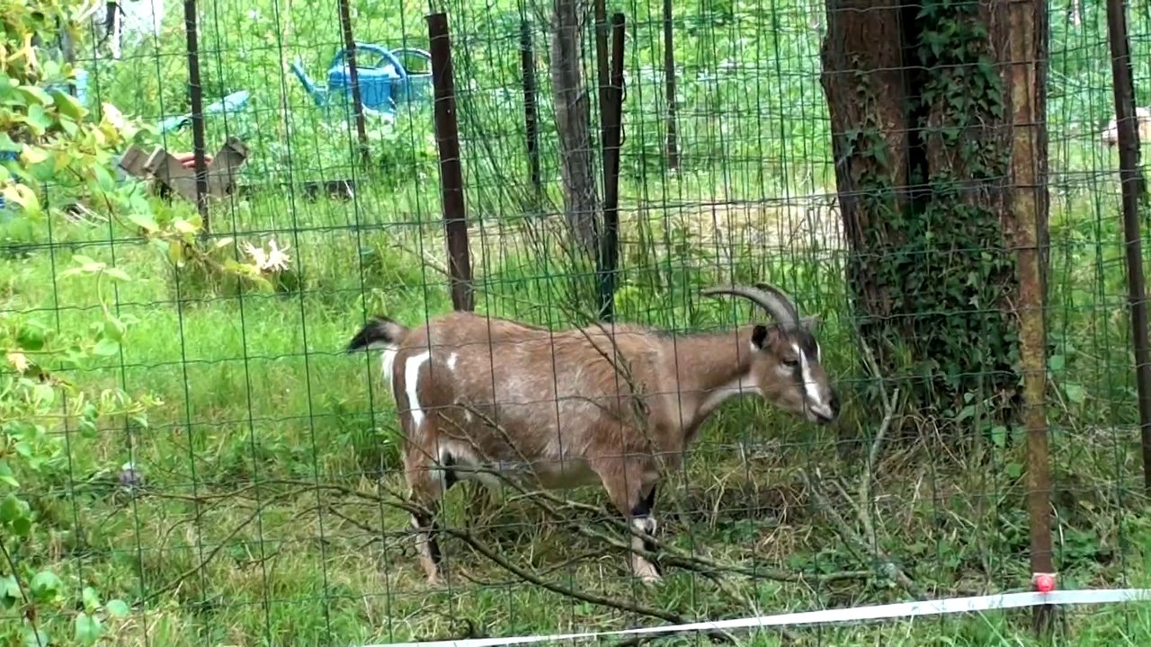 MADAME LA CHEVRE