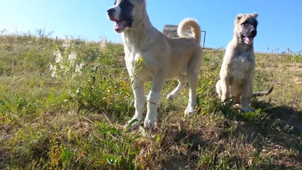 Bayburt lu keleş ile karakuş