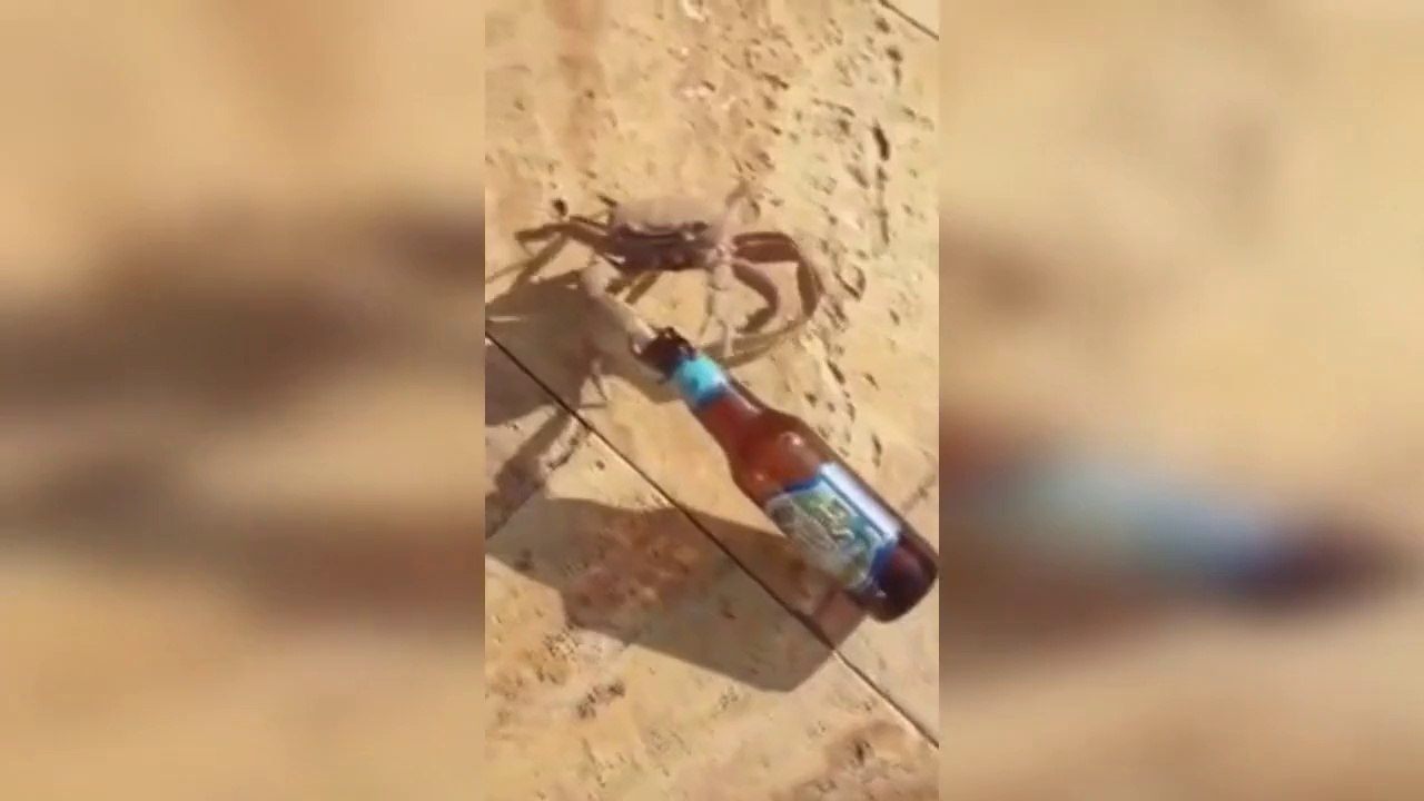 Un petit voleur de bière