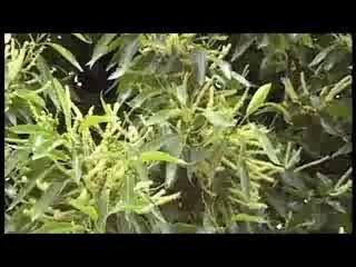 Les Fleurs de Bach 30 - Châtaignier - Chestnut