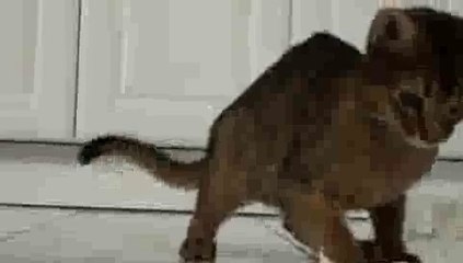 Abyssinian Cat Lazer Pounce!!