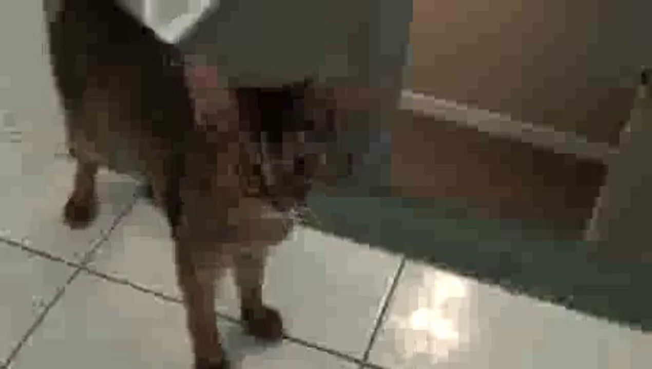 Cat Fetching Marble OVER'n OVER!
