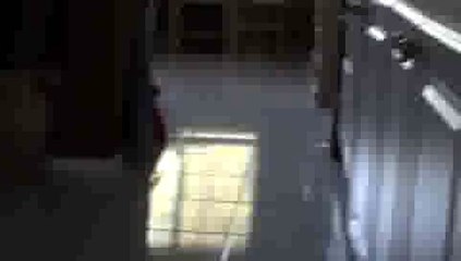 Cat Playing Fetch(ipad)