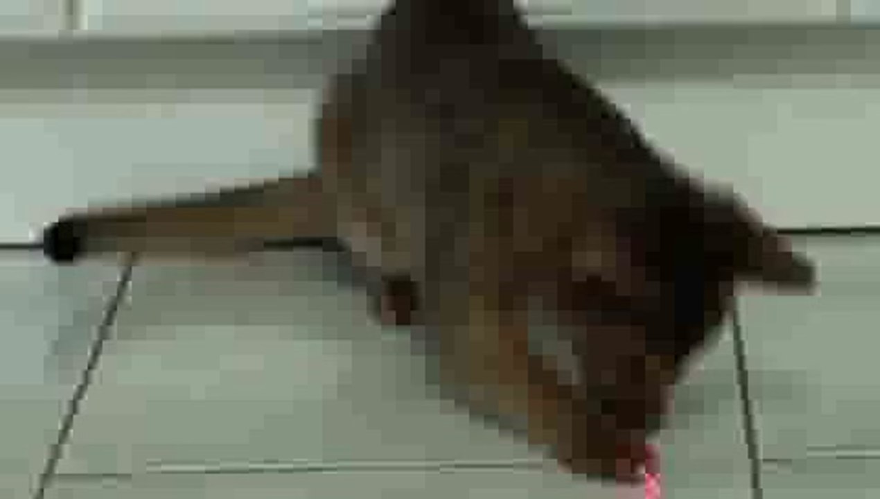 Cat plays with Laser Pointer(ipad)