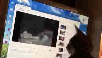 Cat Reaction to YouTube Video(ipad)