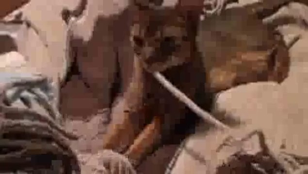 Cat Sucking on SOOTHER!