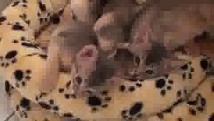 Crazy Kitten Compilation(ipad)