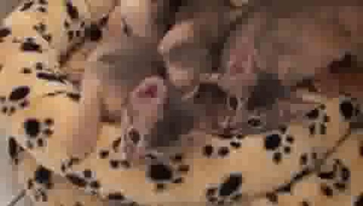 Crazy Kitten Compilation(ipad)