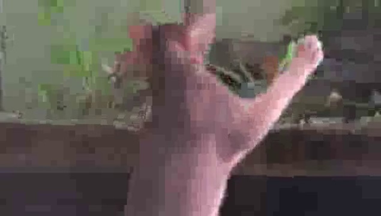 Fish Tease Kitten - Kitten FAIL!