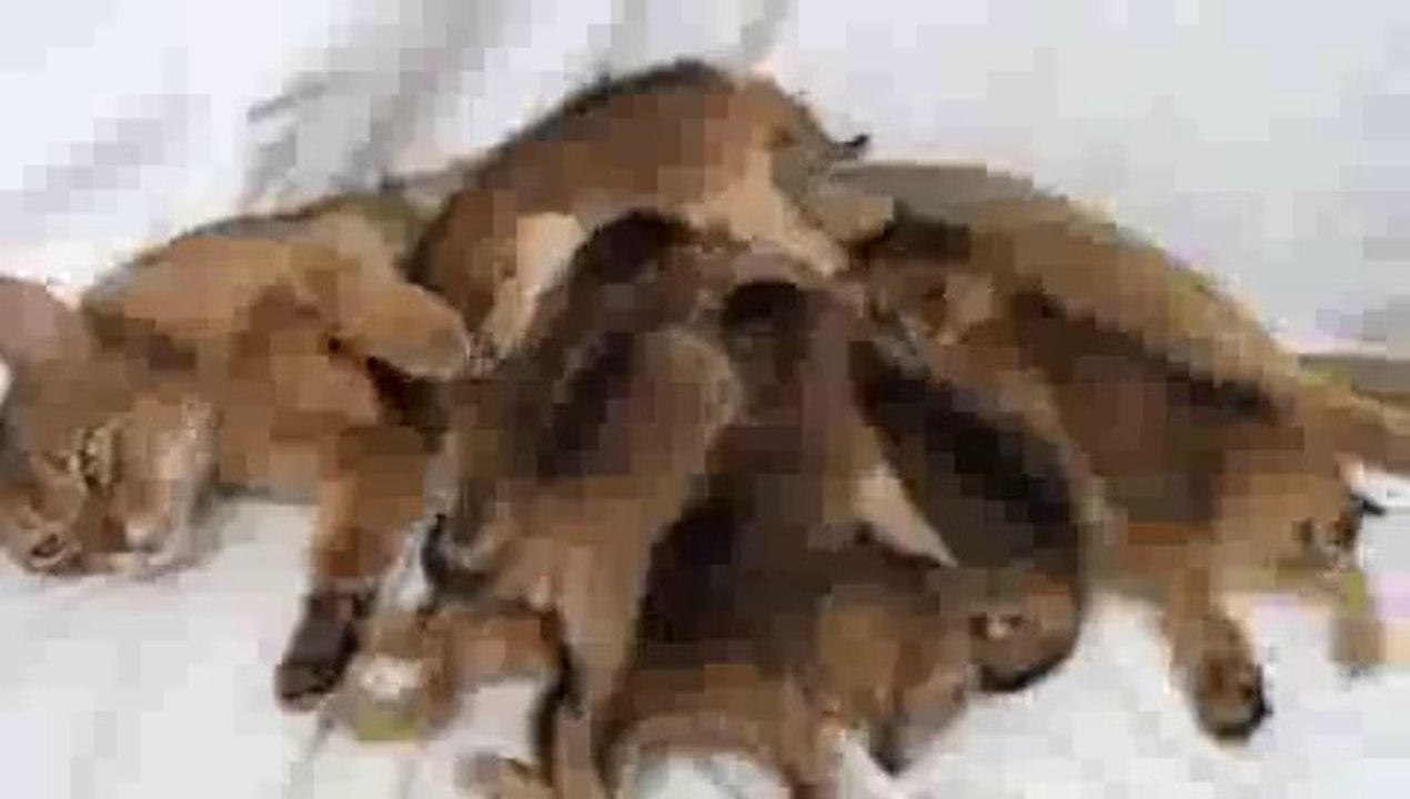 Kitten Dogpile