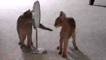 Kitten Finds Mirror(ipad)