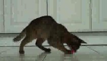 Kitten Playing with Laser Pointer(ipad)