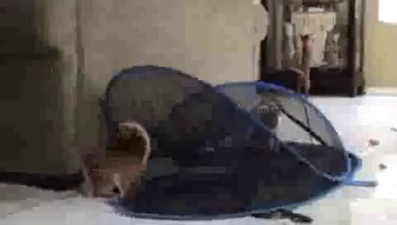 Kitten Playing with Toy