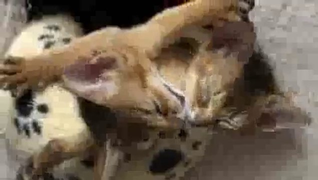 Kittens Hugging - Epic Cuteness!!