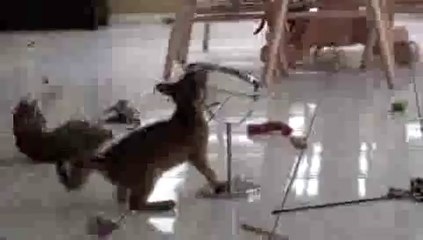 Kitty vs. Mirror(ipad)