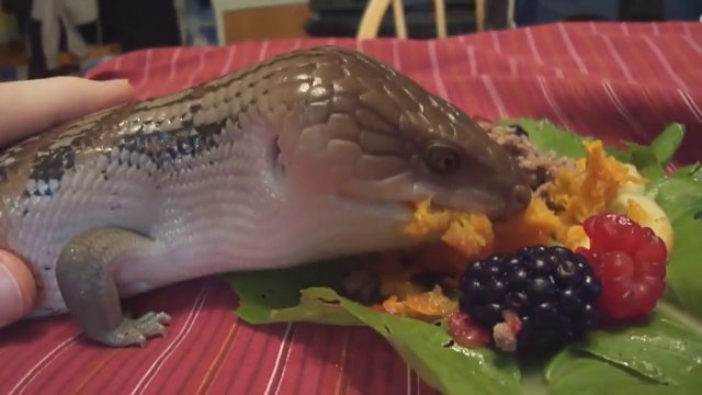 Son repas d'anniversaire