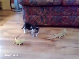 kedi nasilda korktu ama