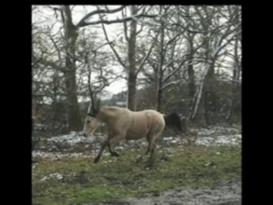 La belle vie de mes amours