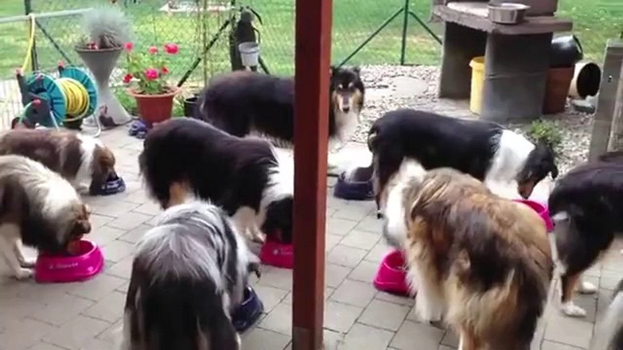 Collies'ler çok akıllı köpekler. İsimleri çağrılmadan gelip yemek yemiyorlar.