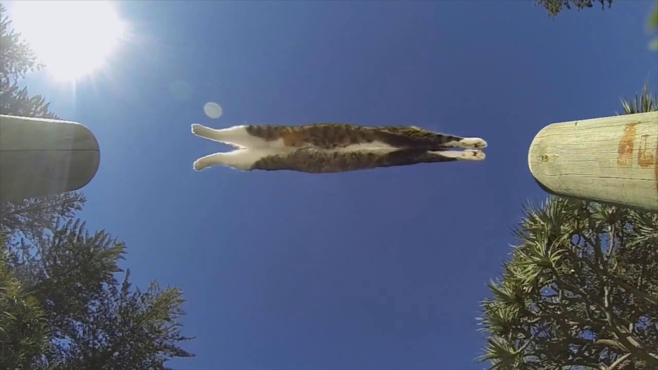 Parkour de chat
