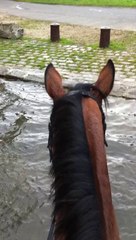 14-06-28 - Trotting Chantilly 2