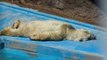 Plea To Save 'Saddest Polar Bear' Gains Momentum