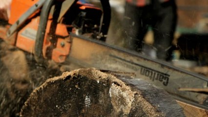 Making Money - A Sawmill Grows in Brooklyn