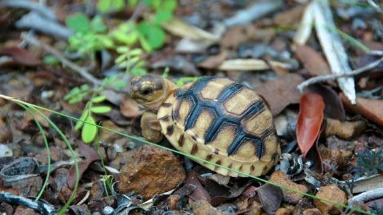 Commentary - Saving the Plowshare Tortoise