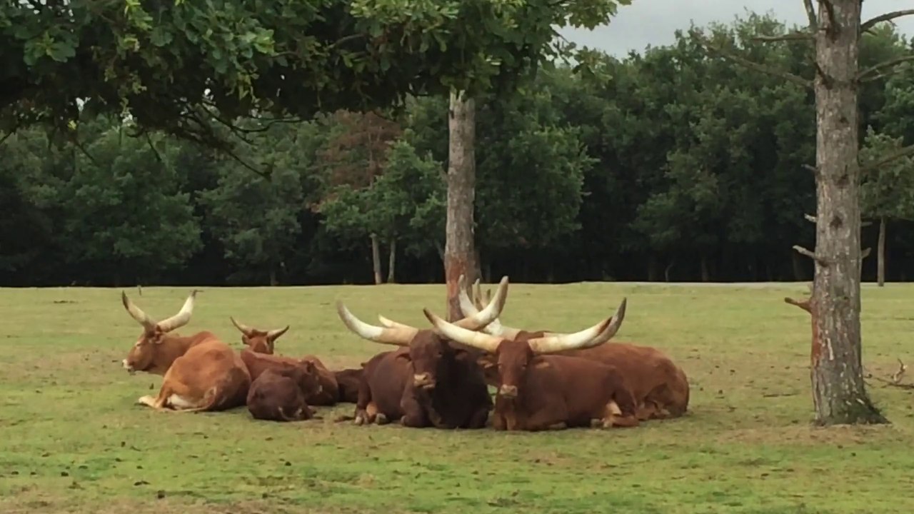 Watsubi réserve africaine zoo plaisance Touch