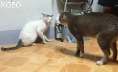 Hahhaha what is this -so funny hehehe =D