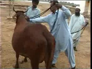 Cattle Farming Live Stock  4