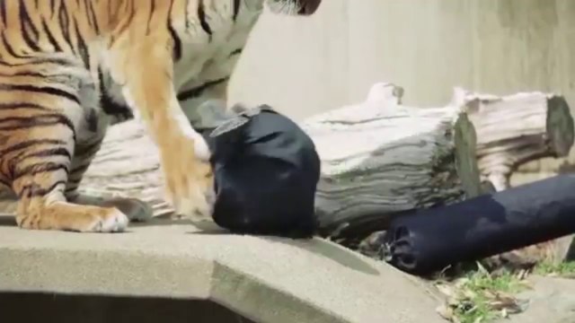 Des jeans travaillés par des tigres au Japon