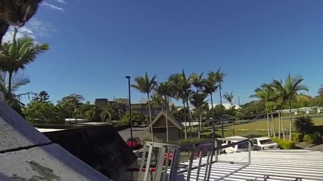 Un chat trop bon en Parkour!