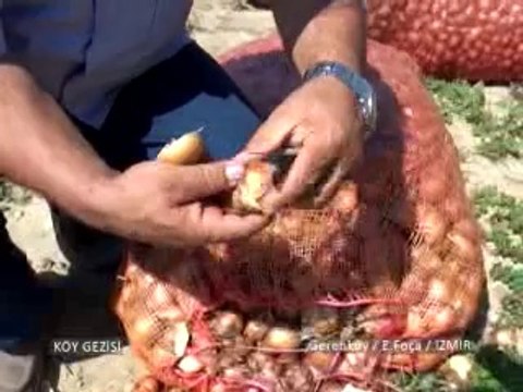 172. Bölüm Torbalı Buğday Foça Soğan Domates Kabak