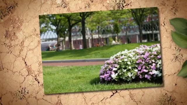 C's Lawn and Snow (315) 407-1707