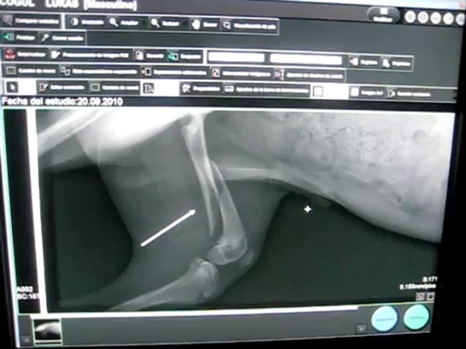 CIM Formación - Radiografía digital en veterinaria