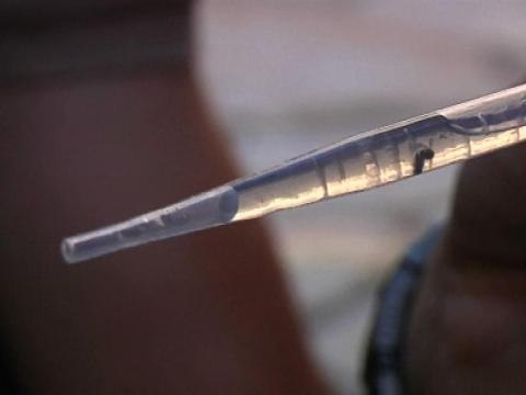 Forte prolifération des moustiques tigres en France - 15/07